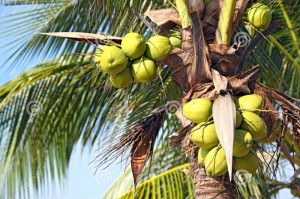 http://www.dreamstime.com/stock-photos-coconut-tree-image17347383